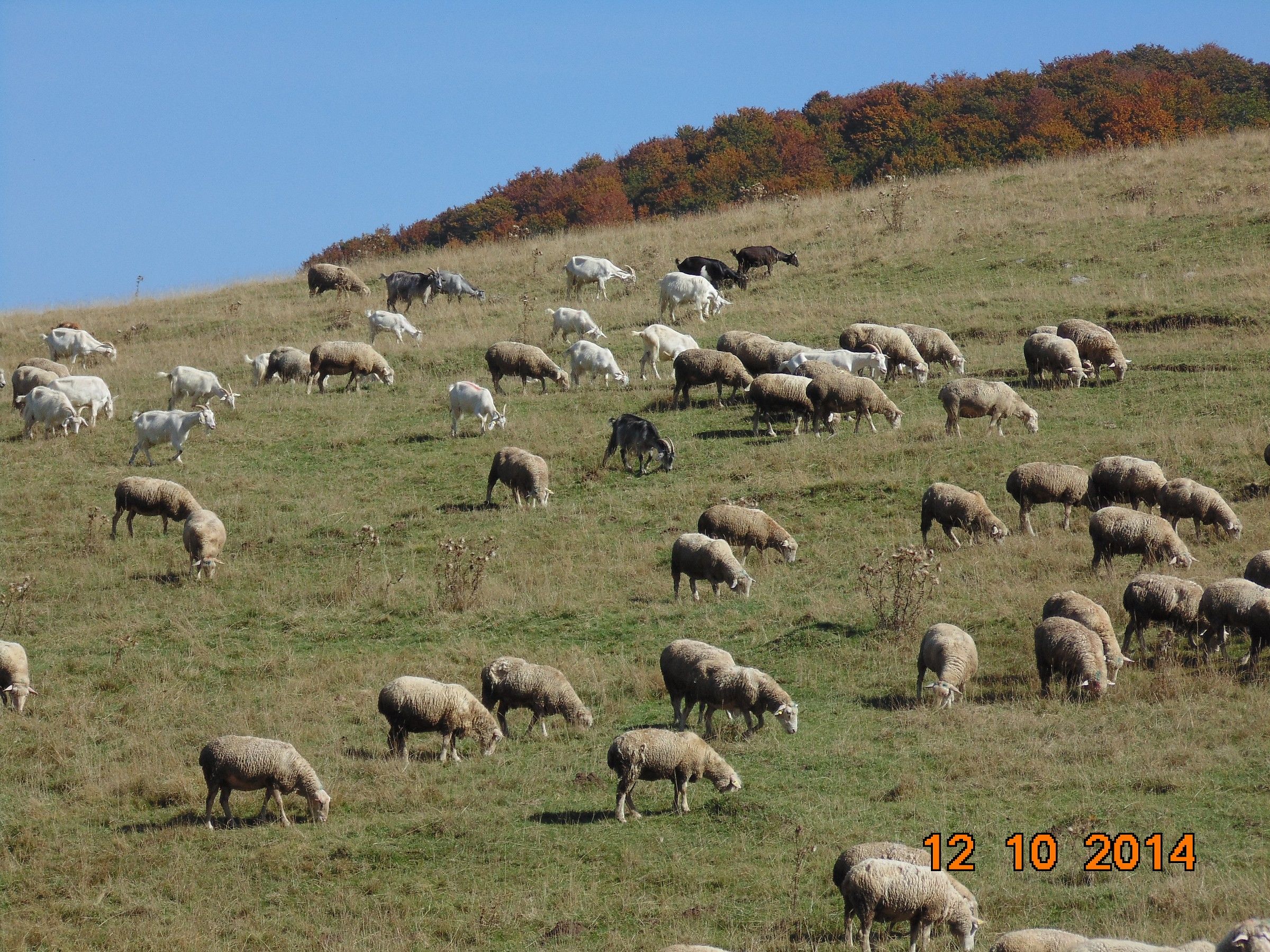 sheep grazing