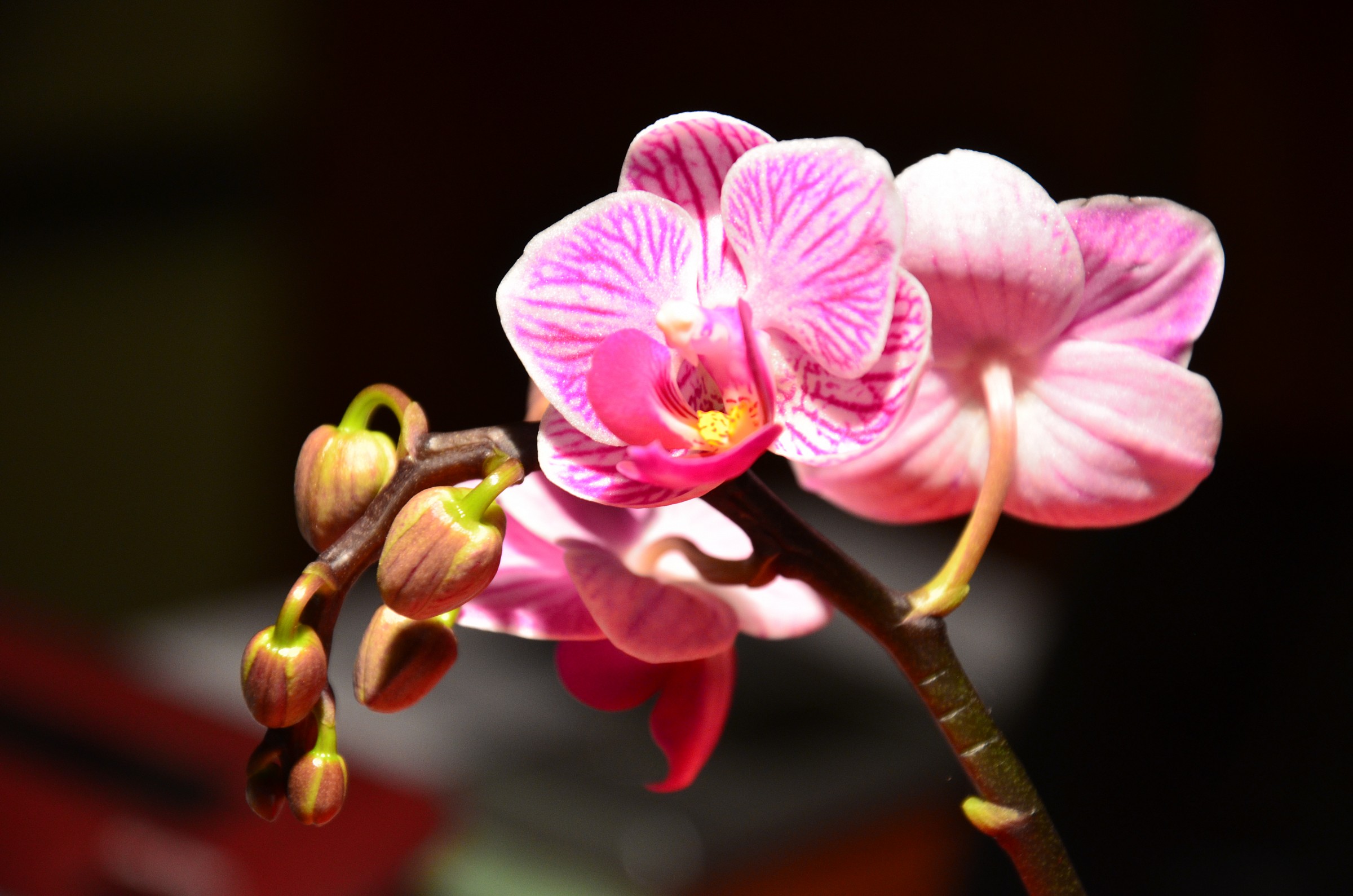 Orchid