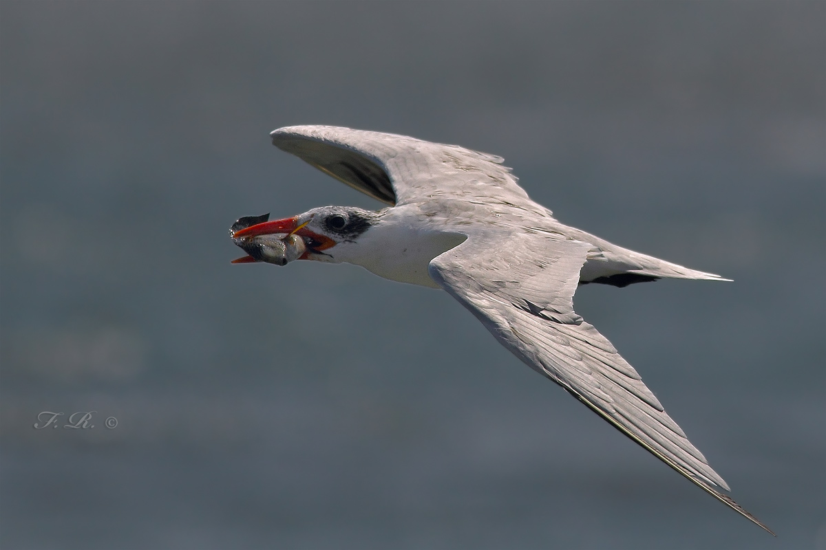 tern more
