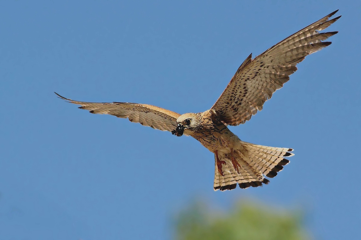 Lesser Kestrel