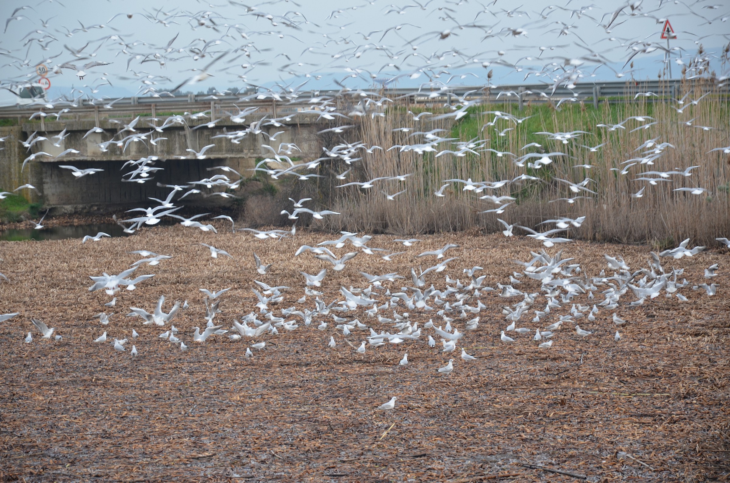 Seagulls at the pond