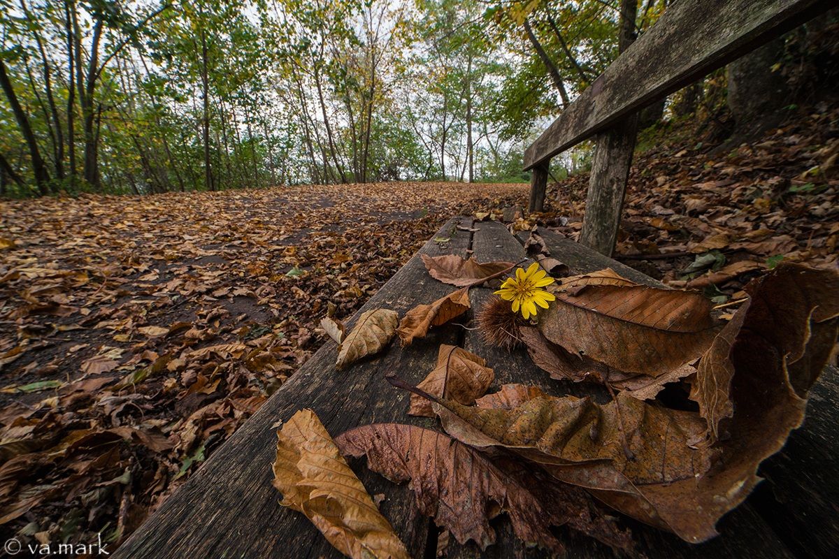 And then the leaves are falling .....