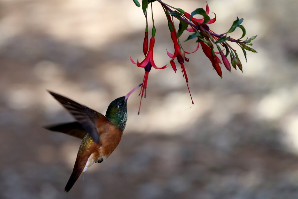 Colibrì