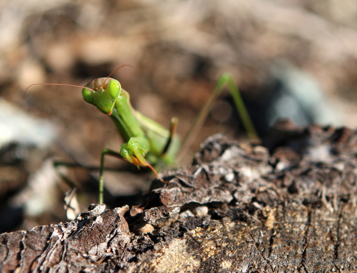 Mantis Religiosa
