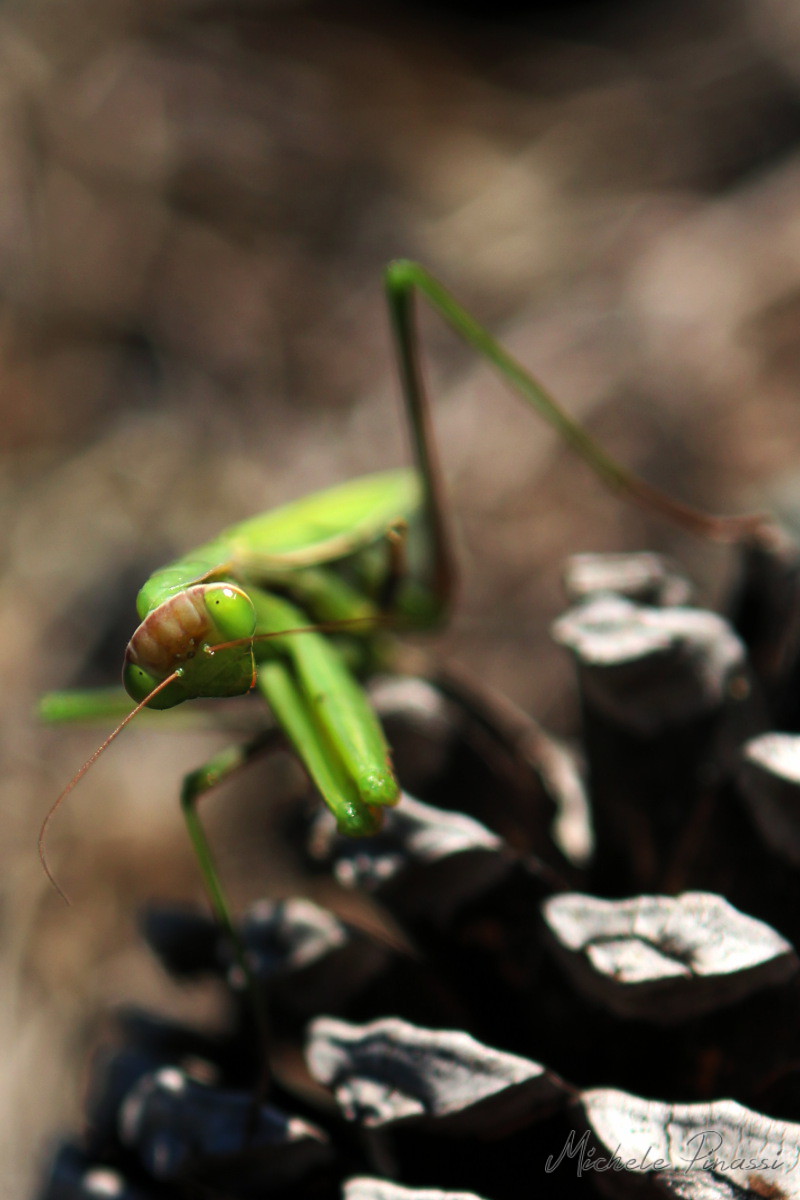 Mantis Religiosa