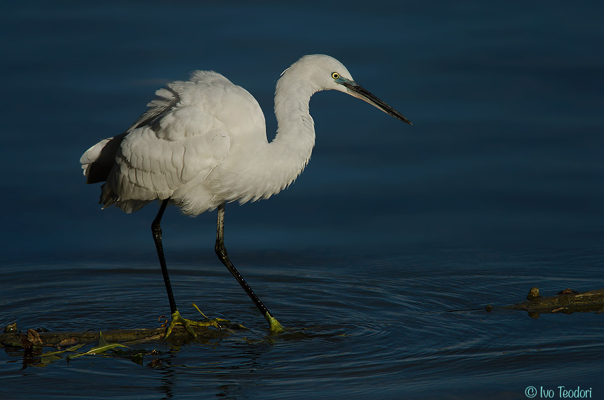 Egret.