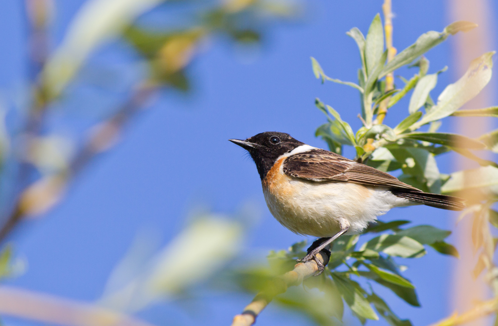 stonechat