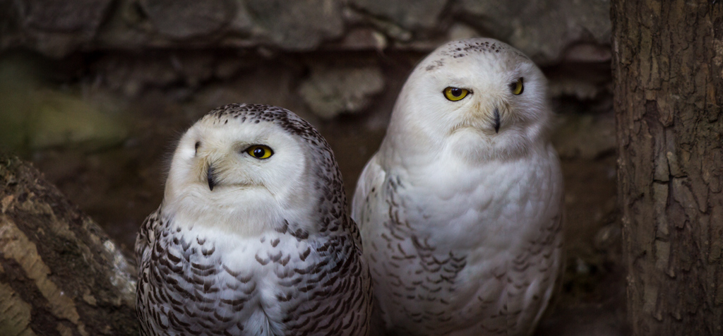 Snowy owl