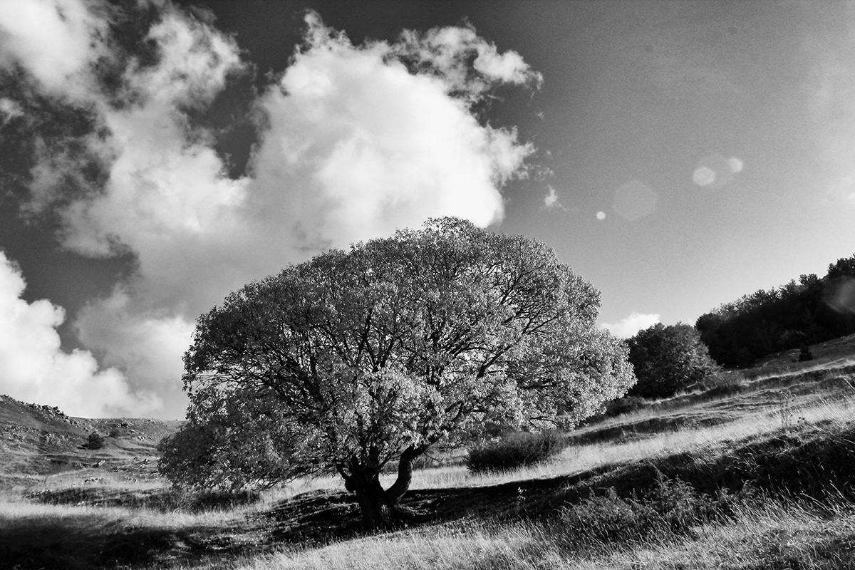 Fall in step Capannelle