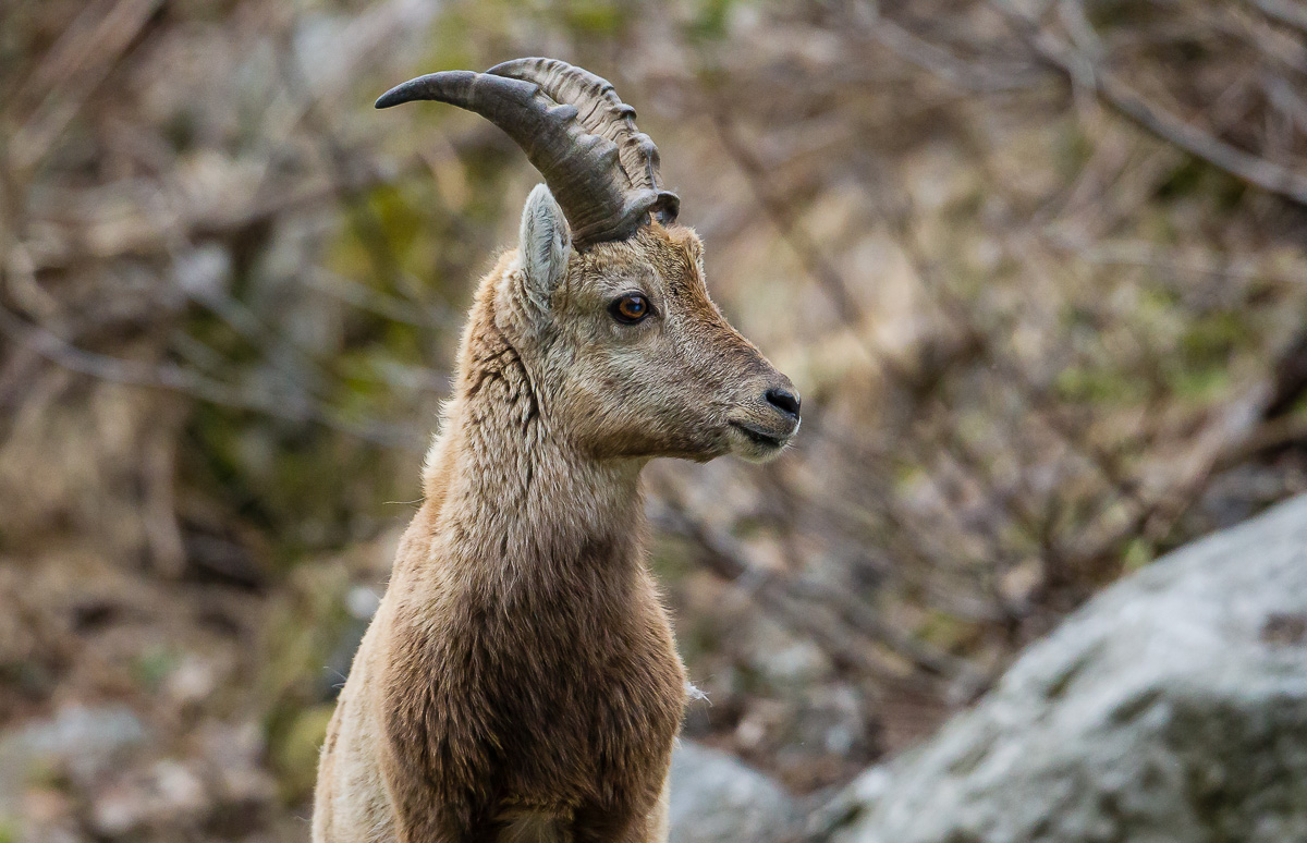 Ritratto al giovane stambecco