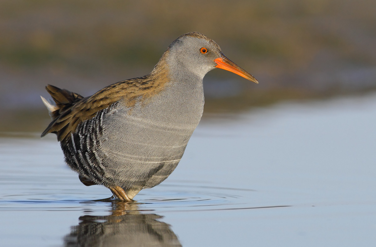 Water Rail