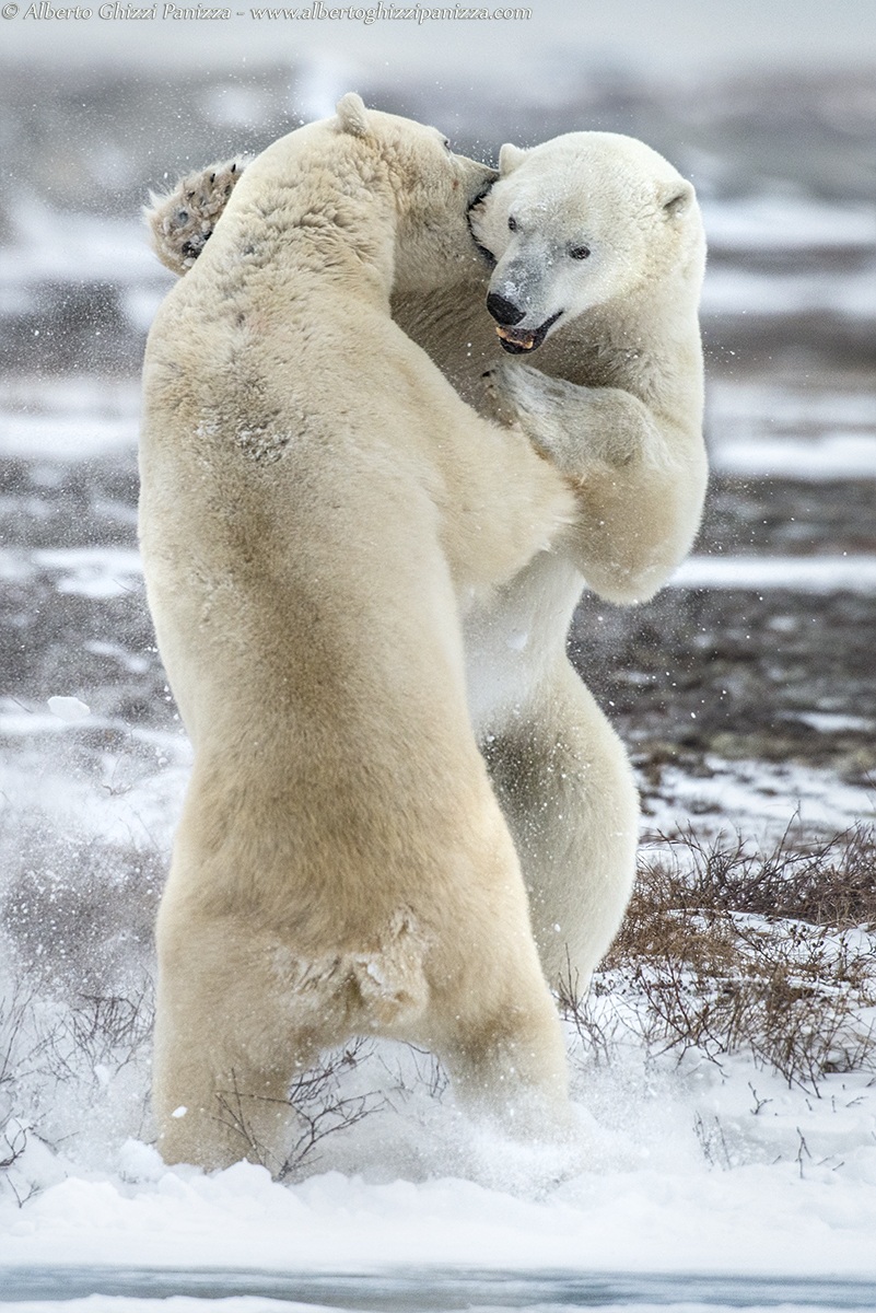 A dance of bites and scratches