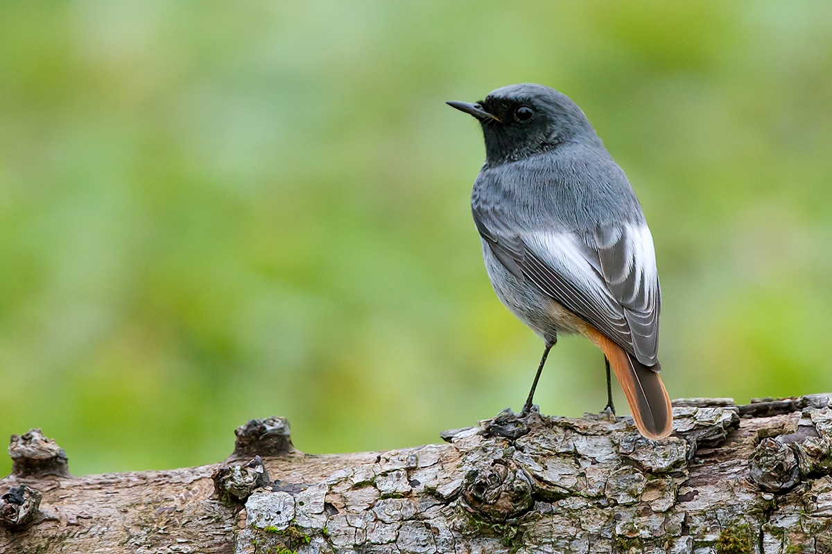 Codirosso spazzacamino