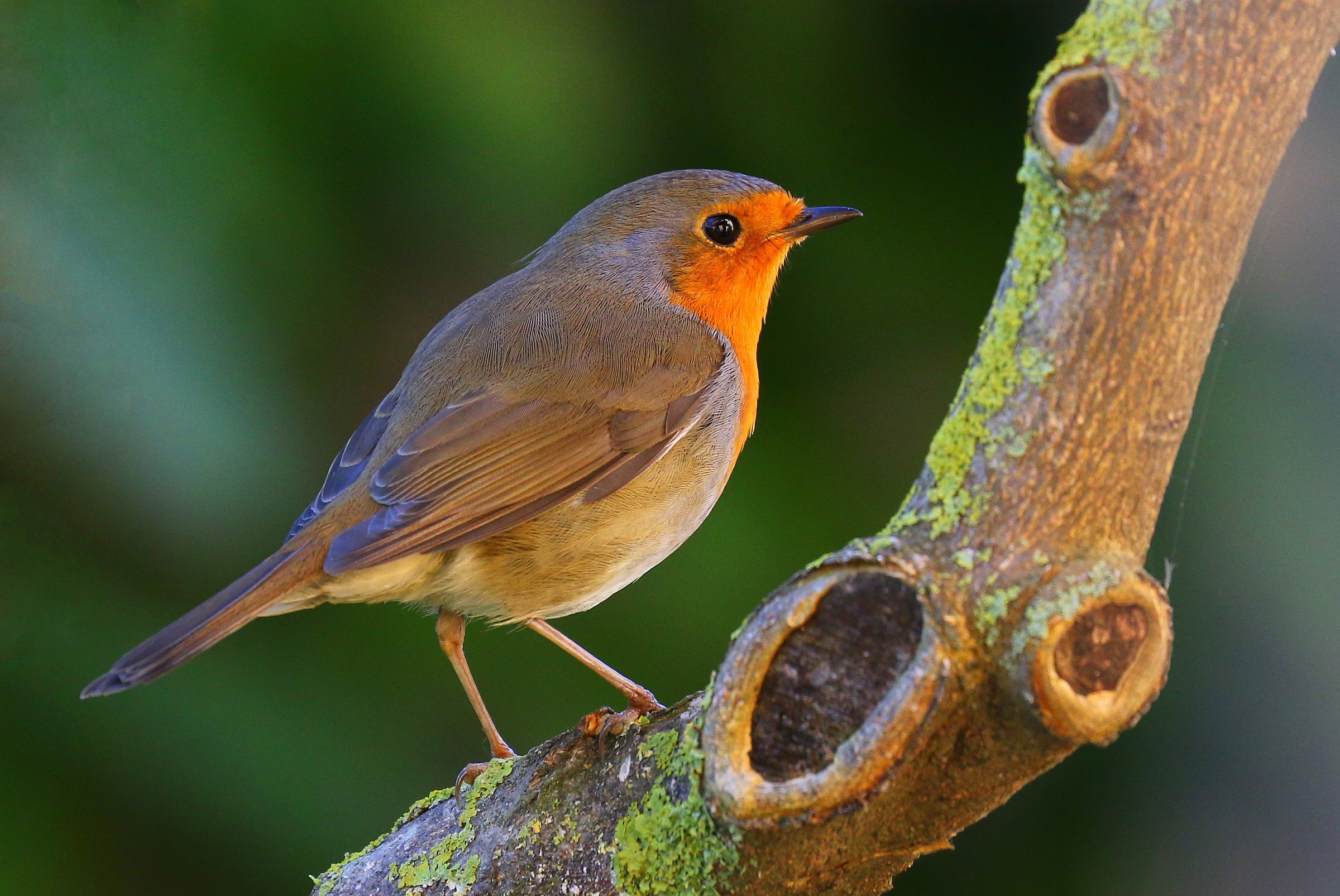 A robin in the garden