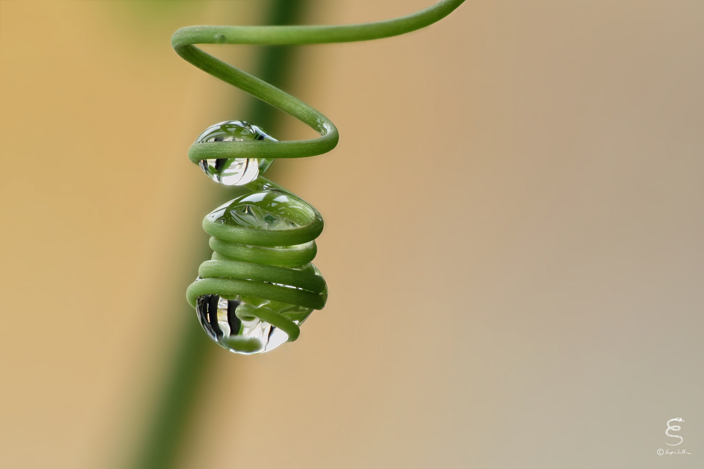Goccia nella spirale (Viticcio di passiflora)