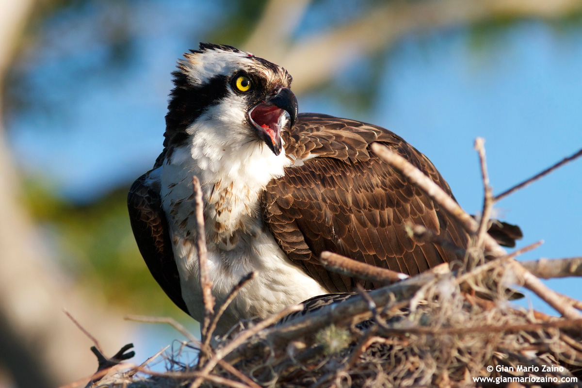 Pandion haliaetus / Osprey