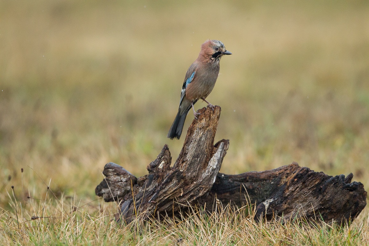 not only eagles, just