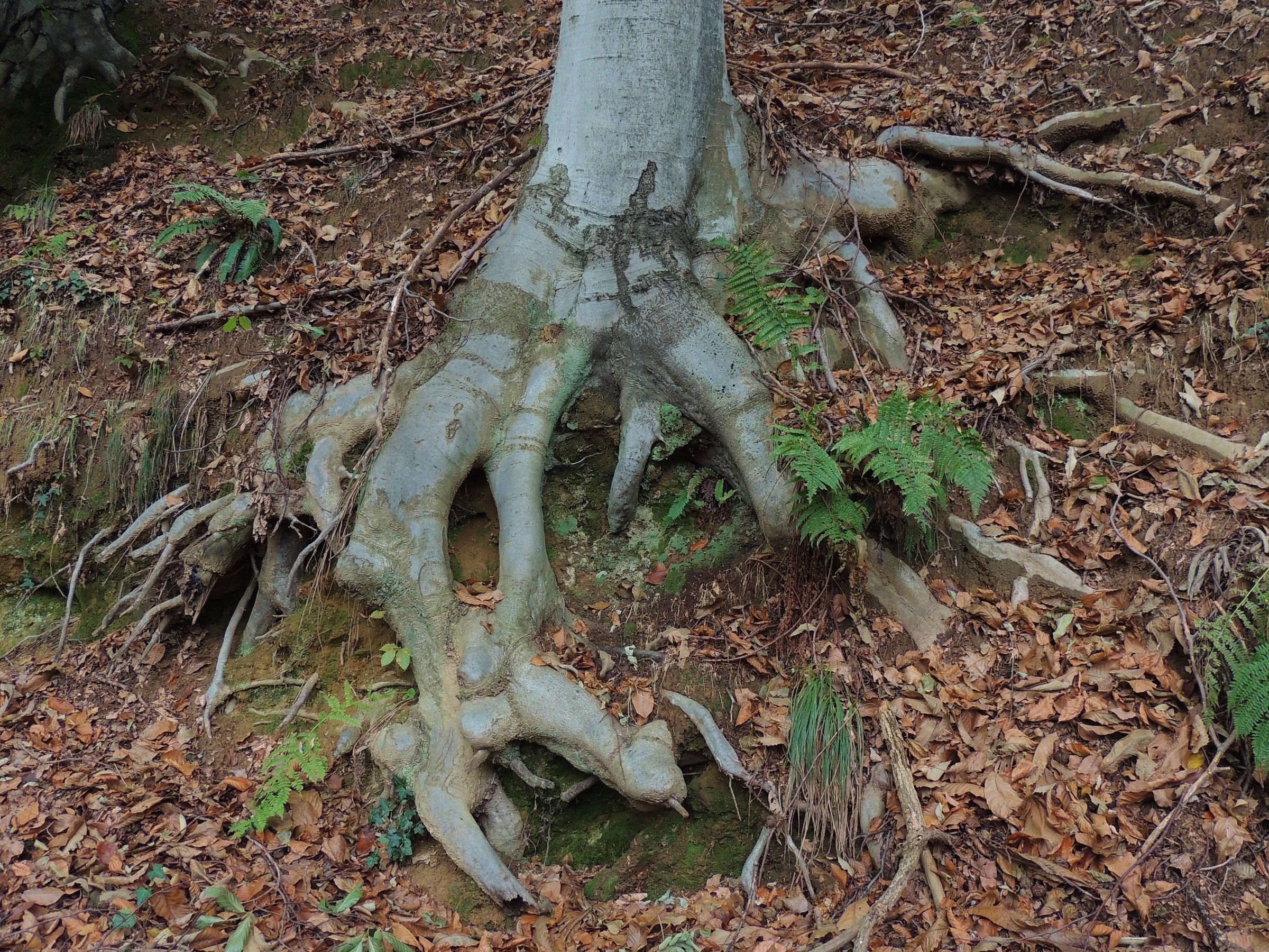 Clinging to the ground