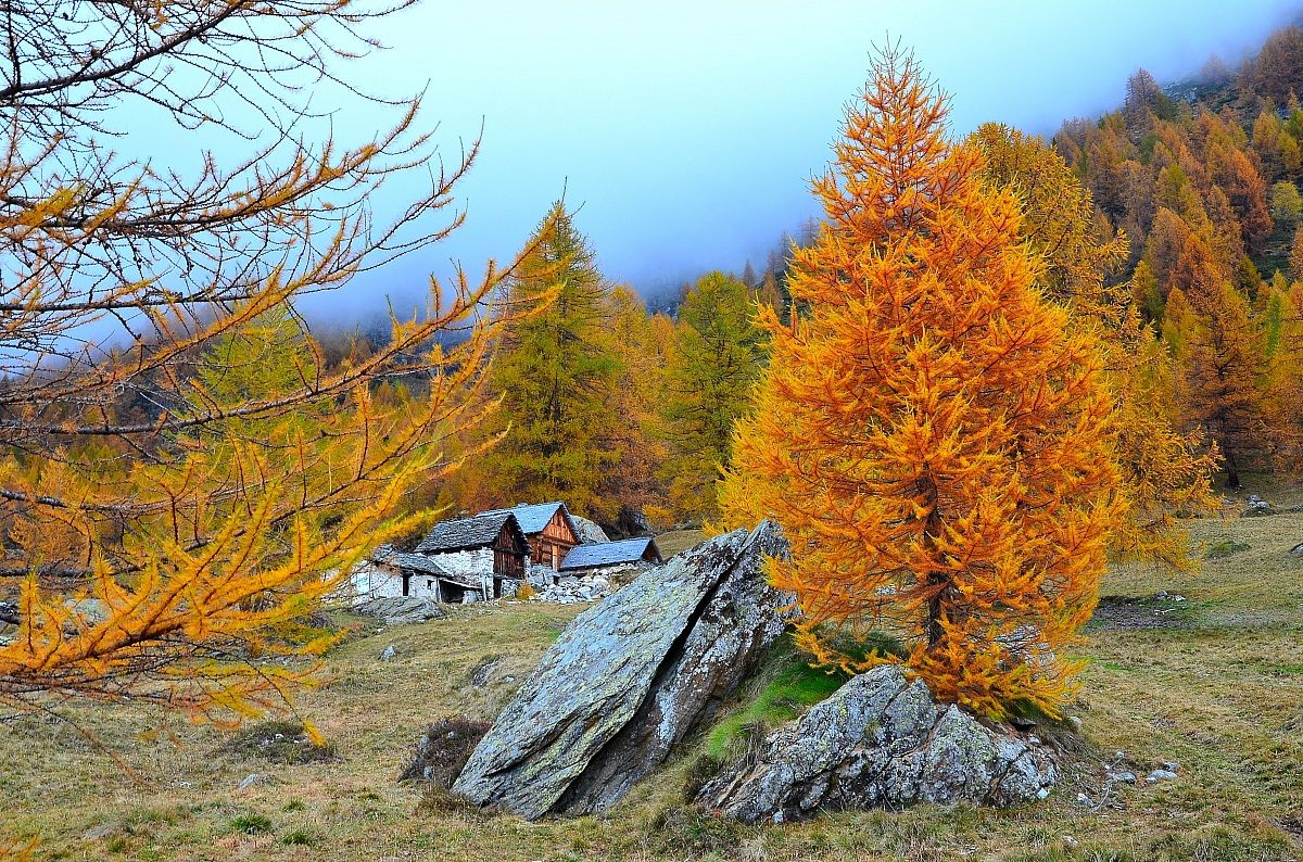 Larch on fire