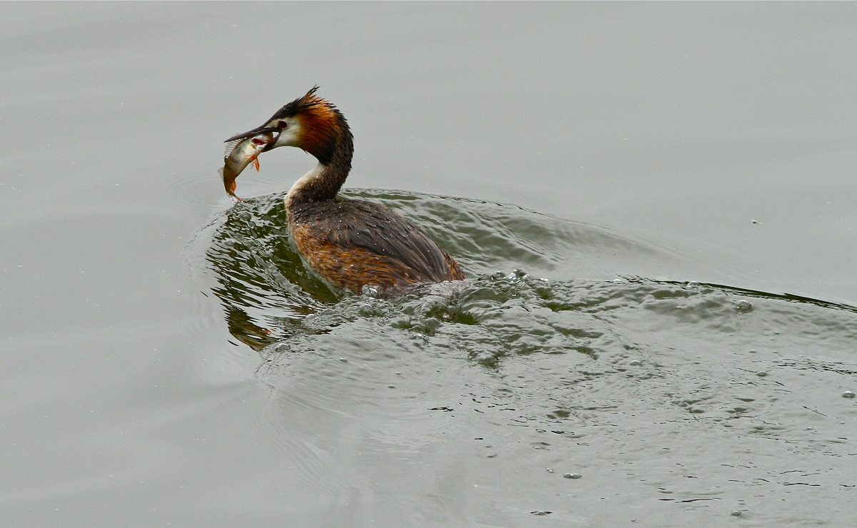 Svasso con pesce persico