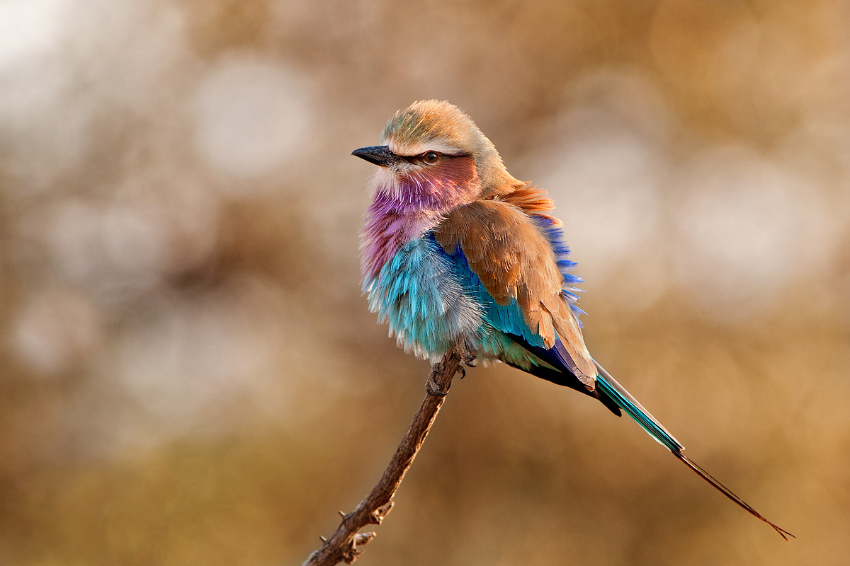 la pettolilla in controluce