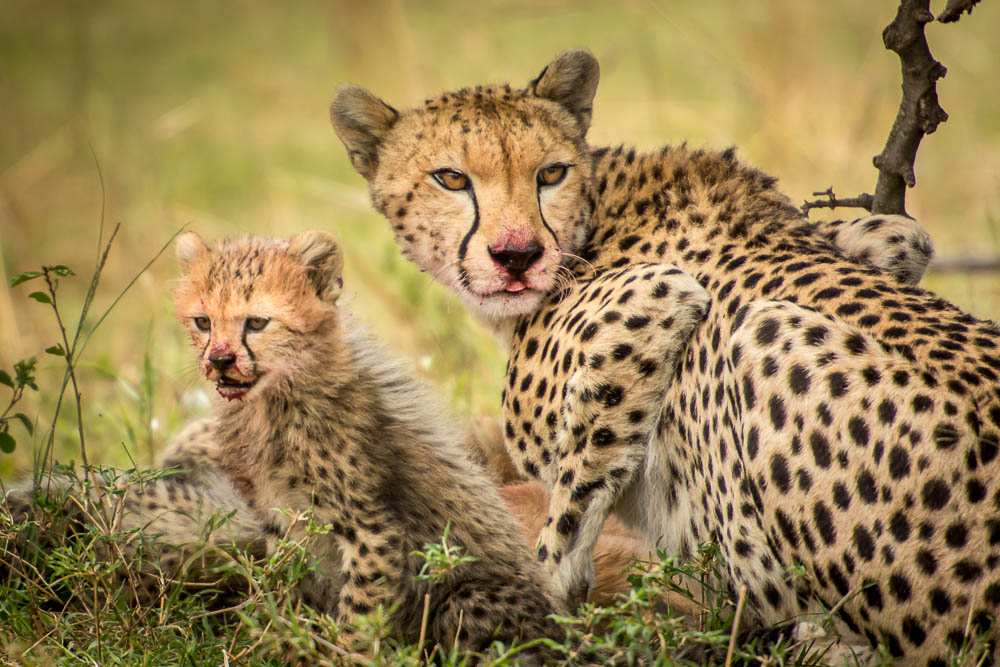 Masai Mara- mamma con cucciolo