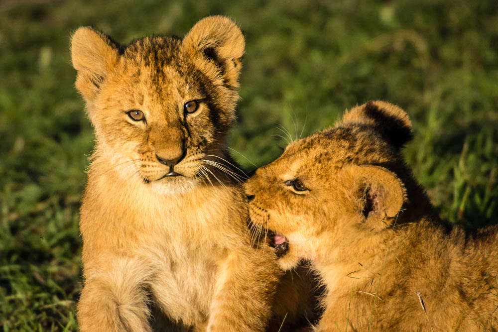 Masai Mara- cuccioli