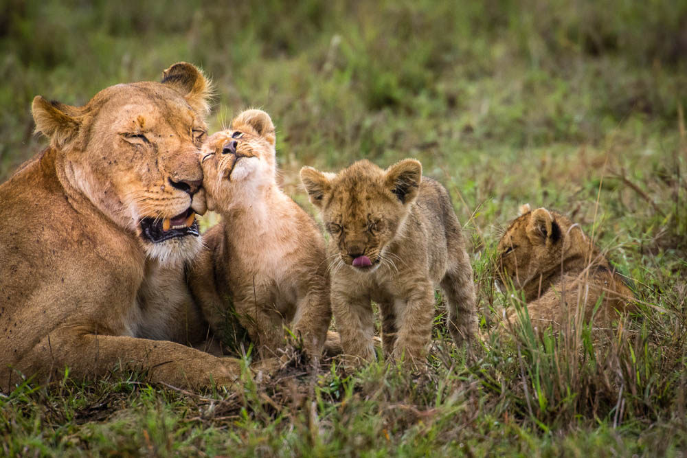 Masai.Mara ...tanta voglia di coccole