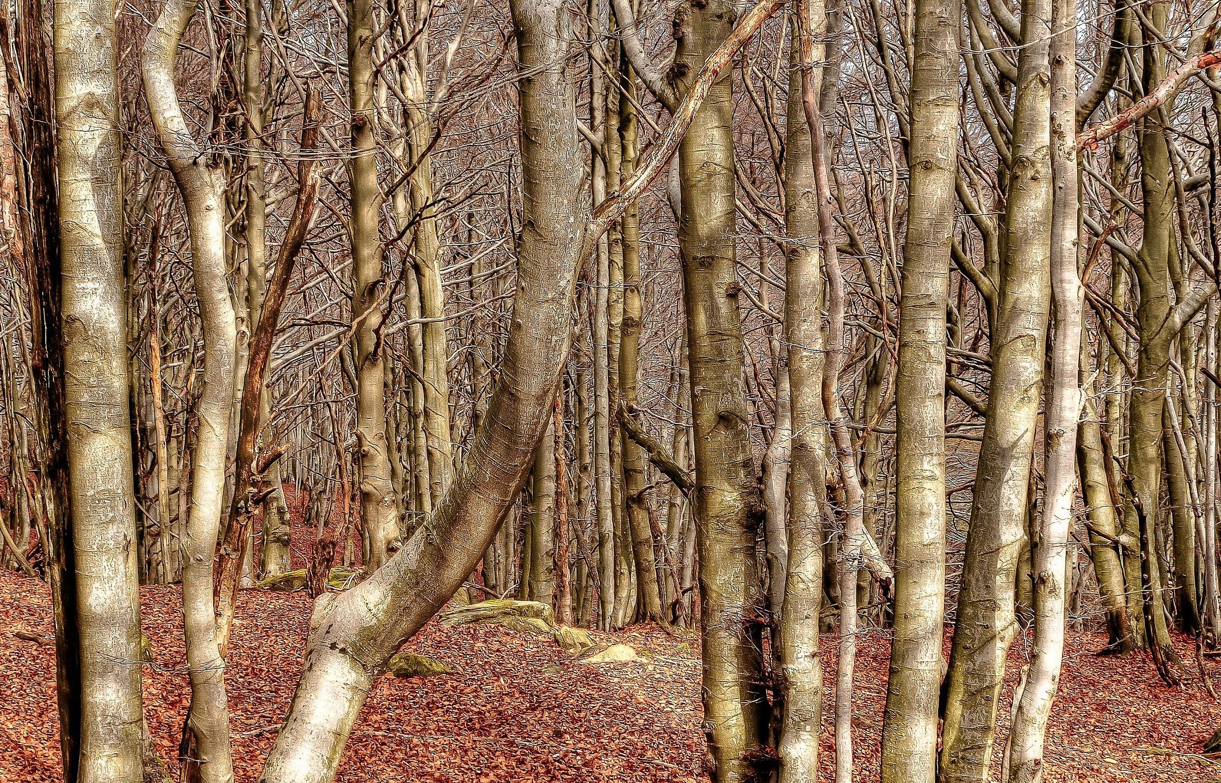 the beech forest of Mount Beigua