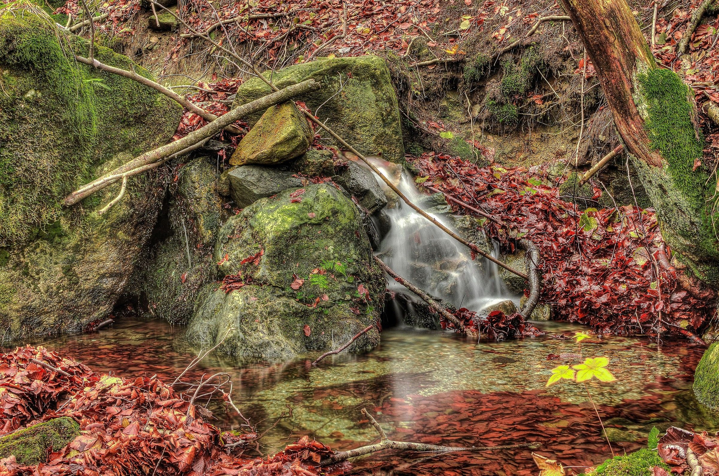 lively stream in an enchanted