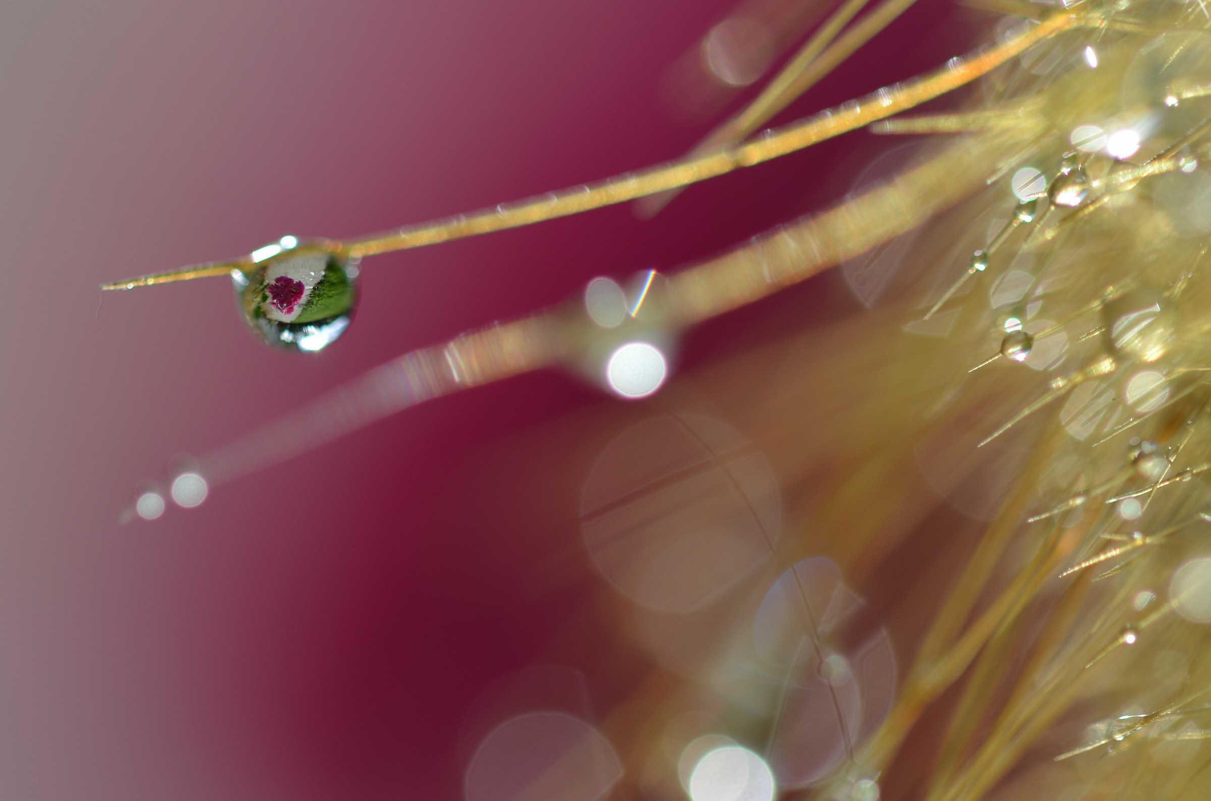 Tra le spine ...... una perla