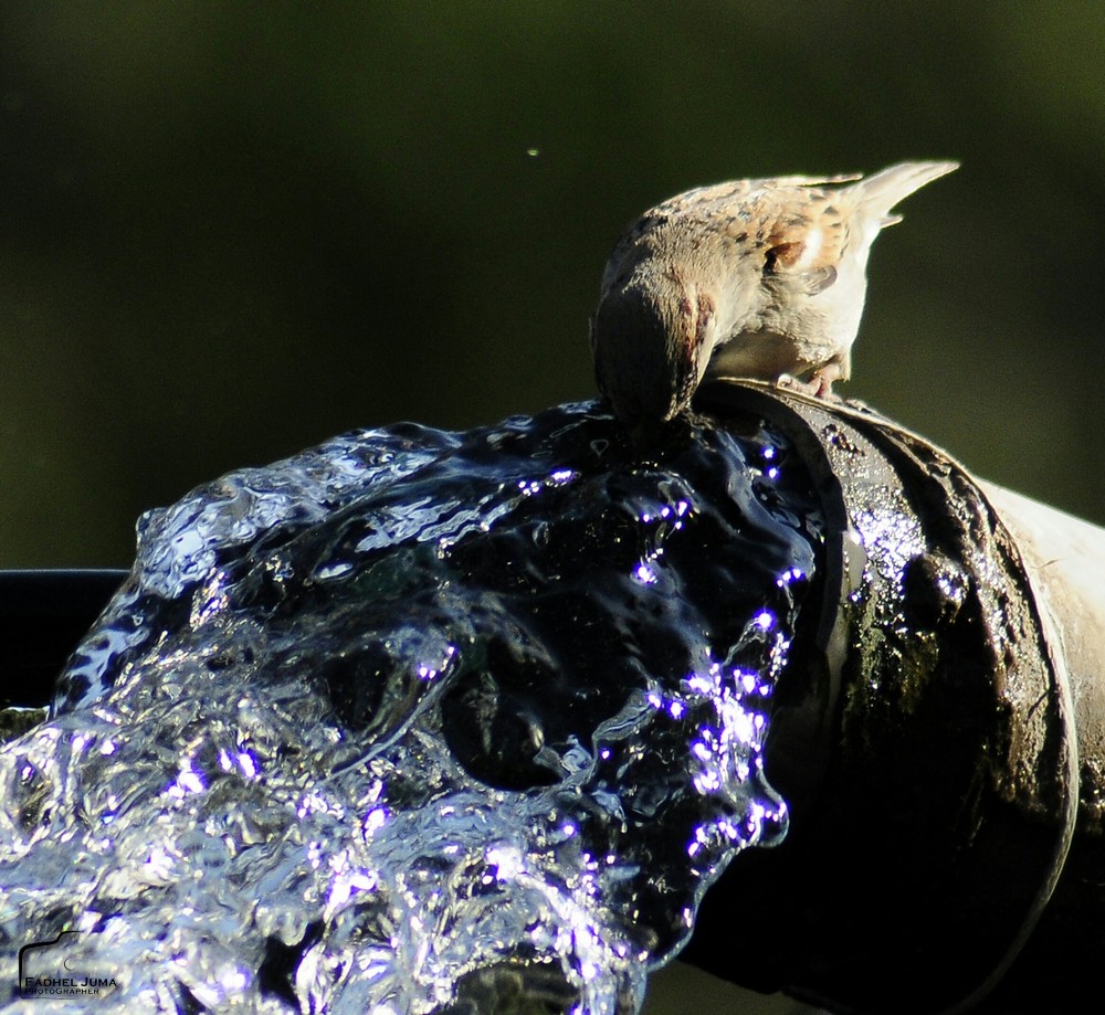 Abbiamo fatto dall'acqua ogni essere vivente
