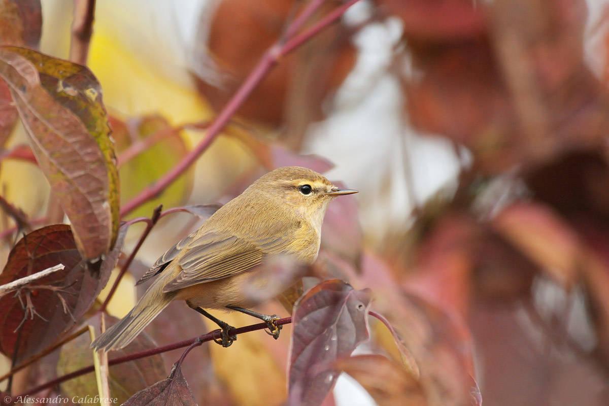 Chiffchaff