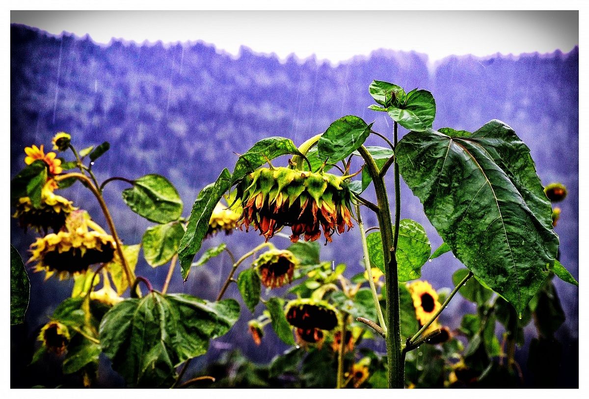il campo di girasoli