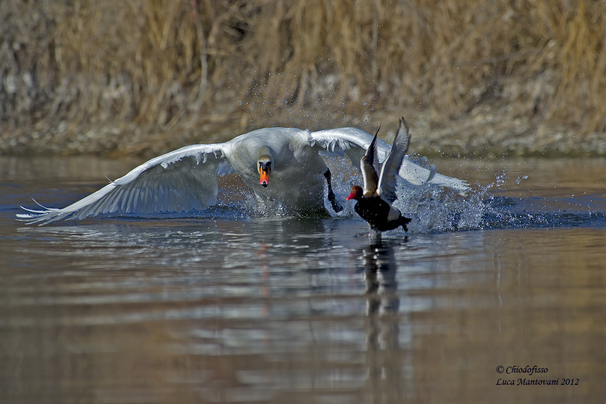 Swan axle Pochard turkish!