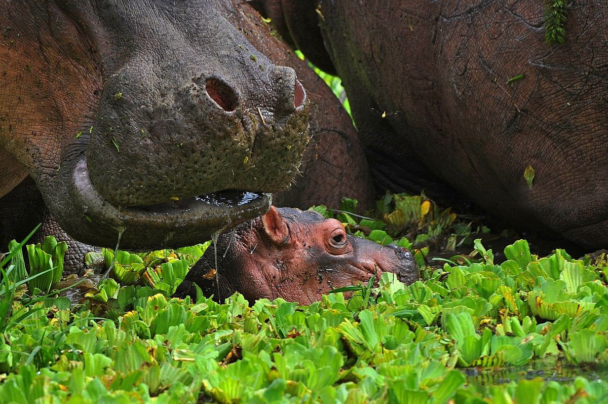 Unexpected, unusual and dangerous encounter