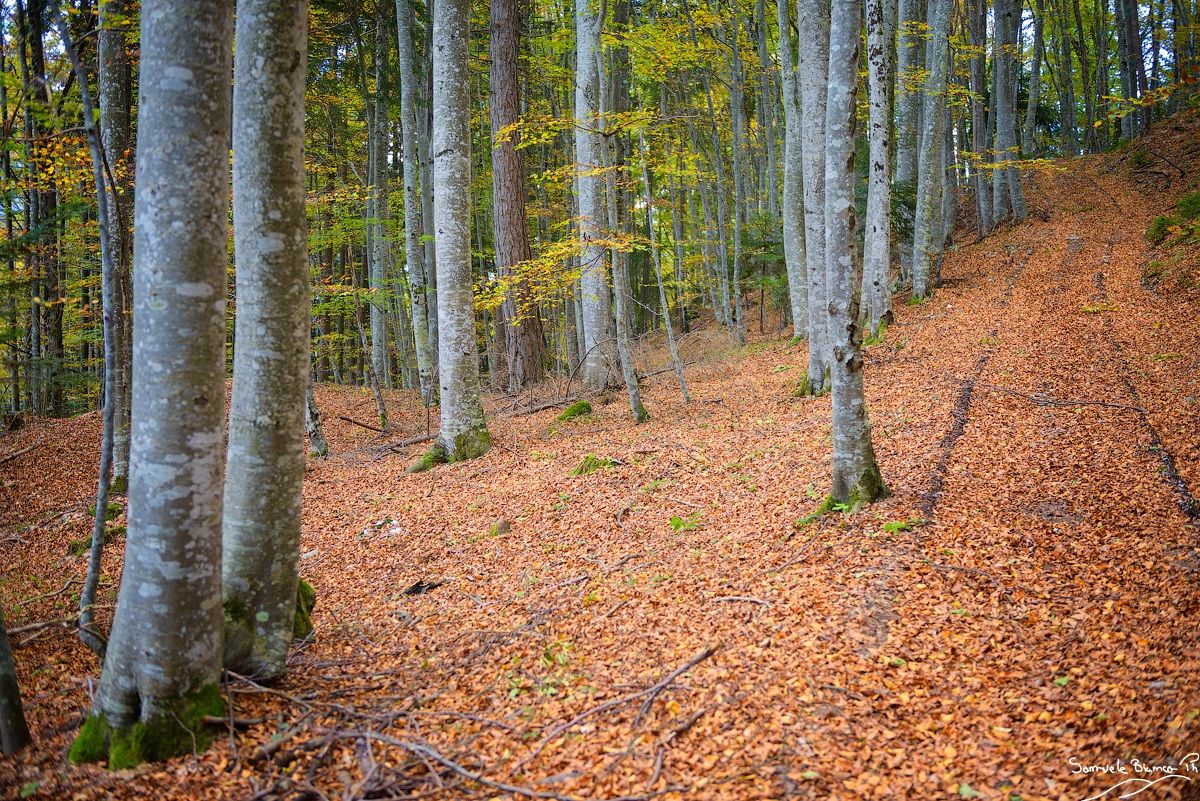Under the Autumn Woods