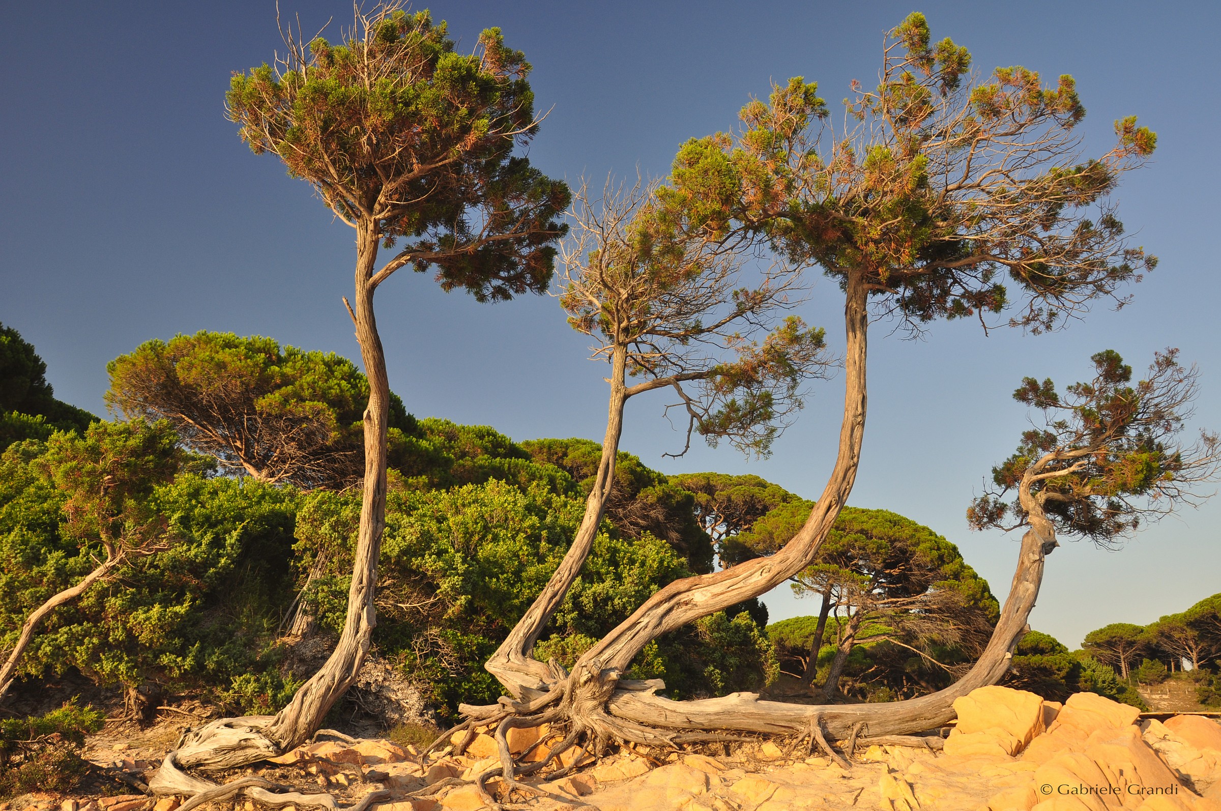 Corsica .. how wonderful .. !!