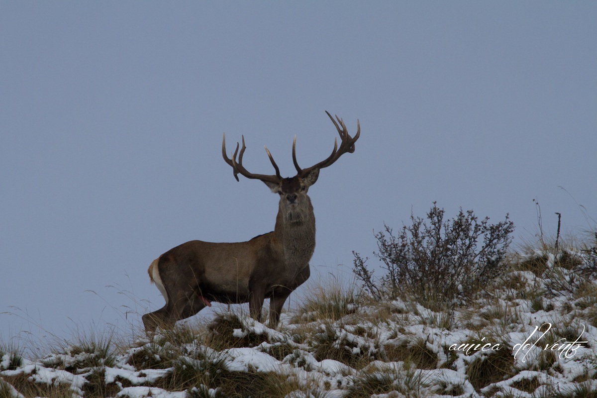 the elegance of the deer