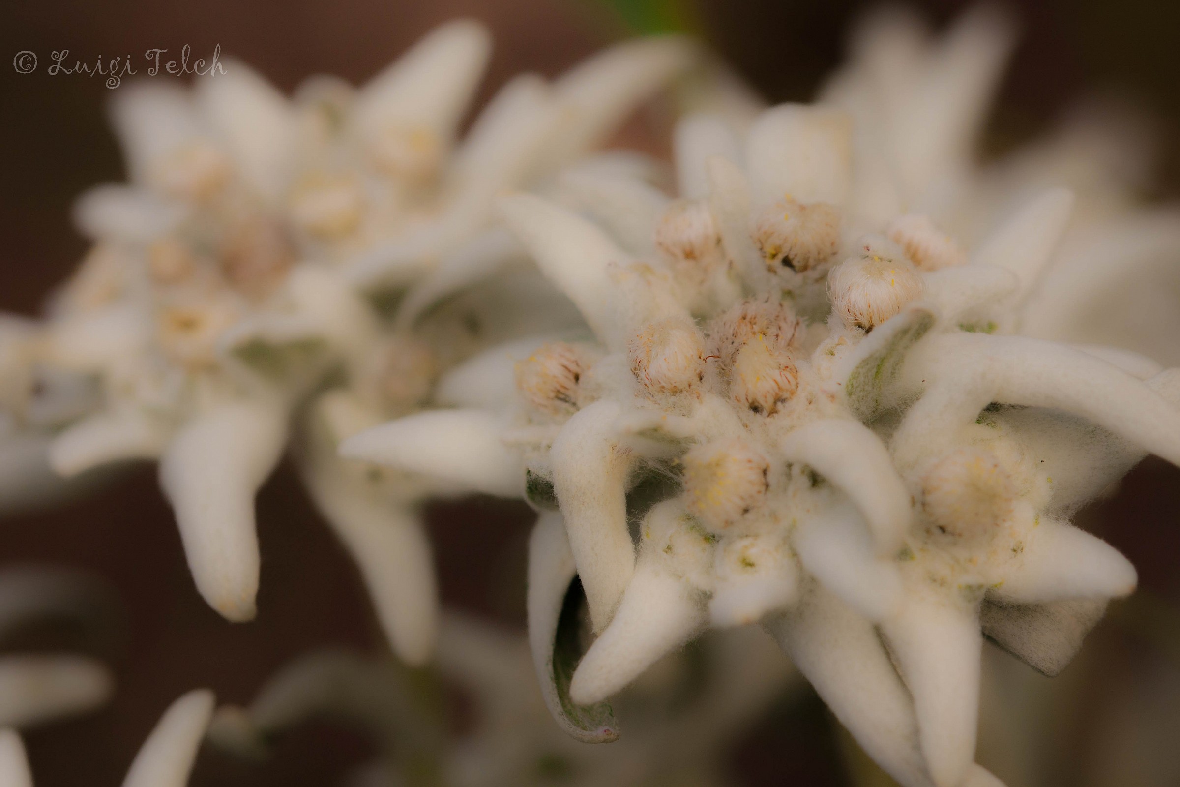 edelweiss