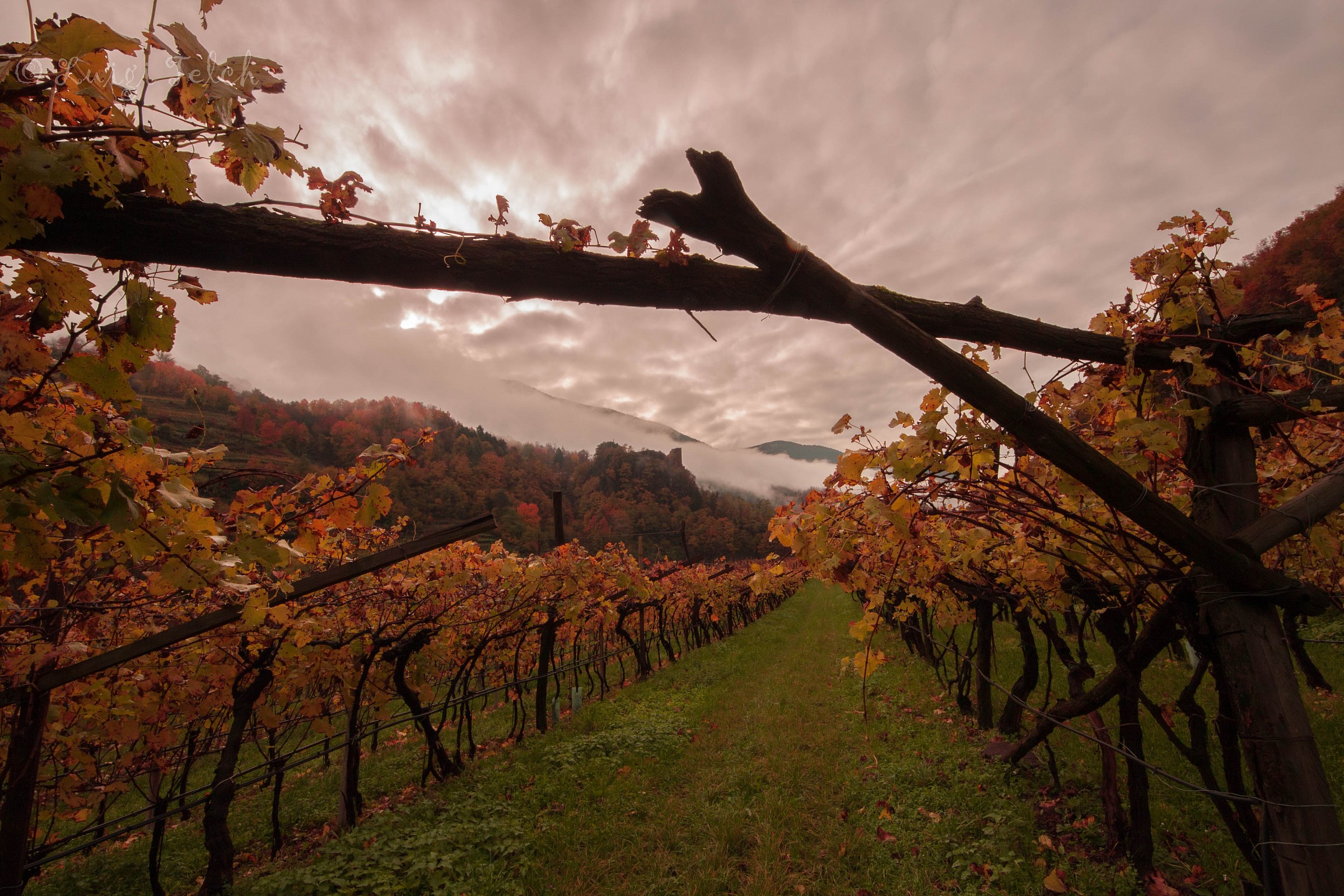 vineyards in Val di cembra (tn)