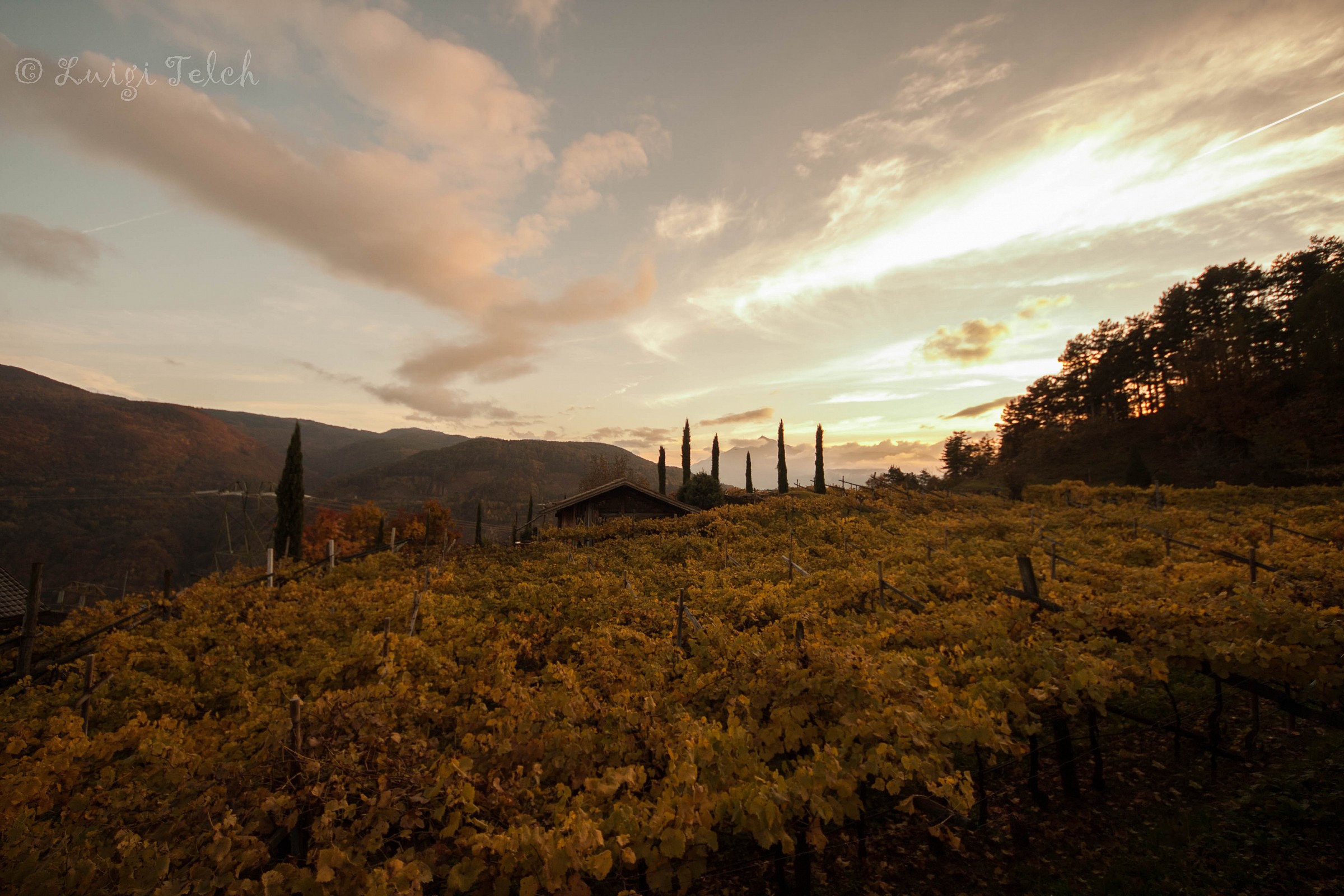 vineyards in Val di cembra (tn) 2