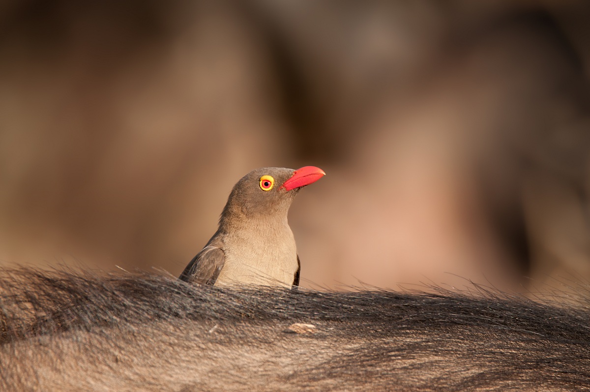 Oxpecker (Buphagus Brisson)
