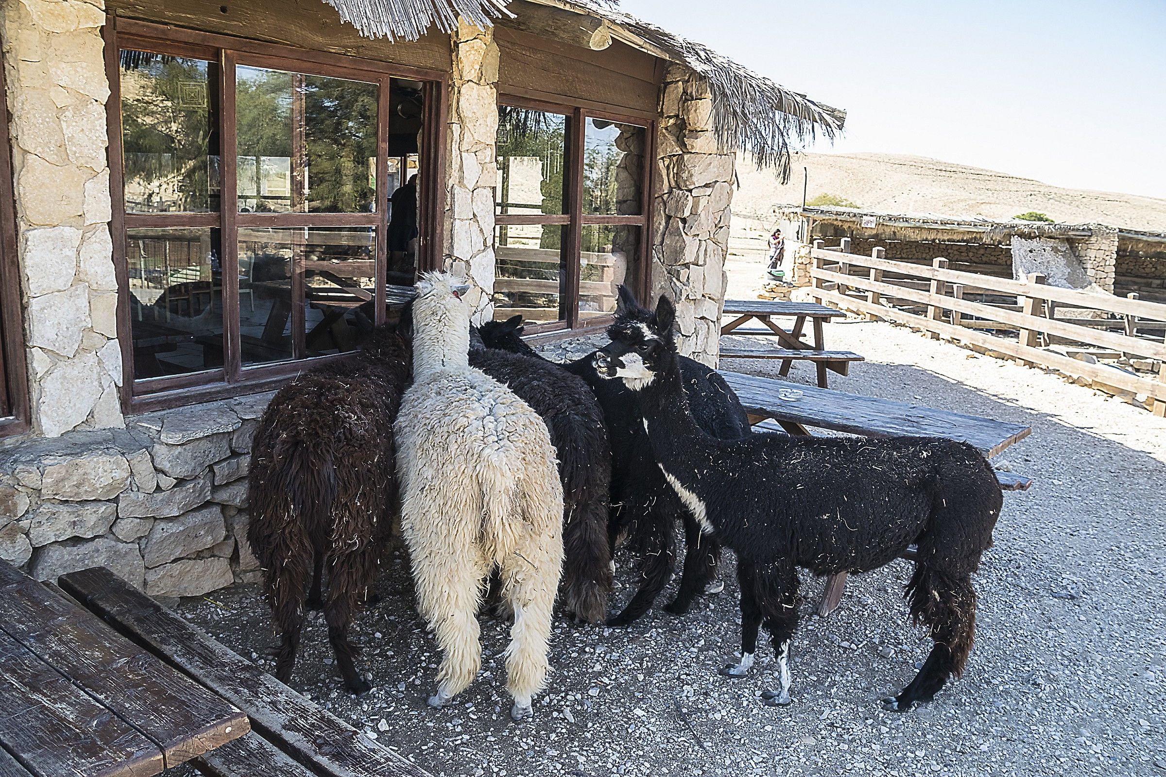 Oh! There 's the game on TV!