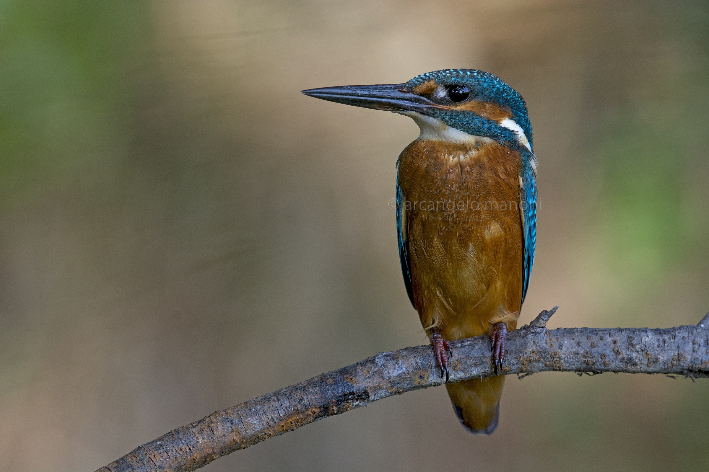 Un martino sull'attenti