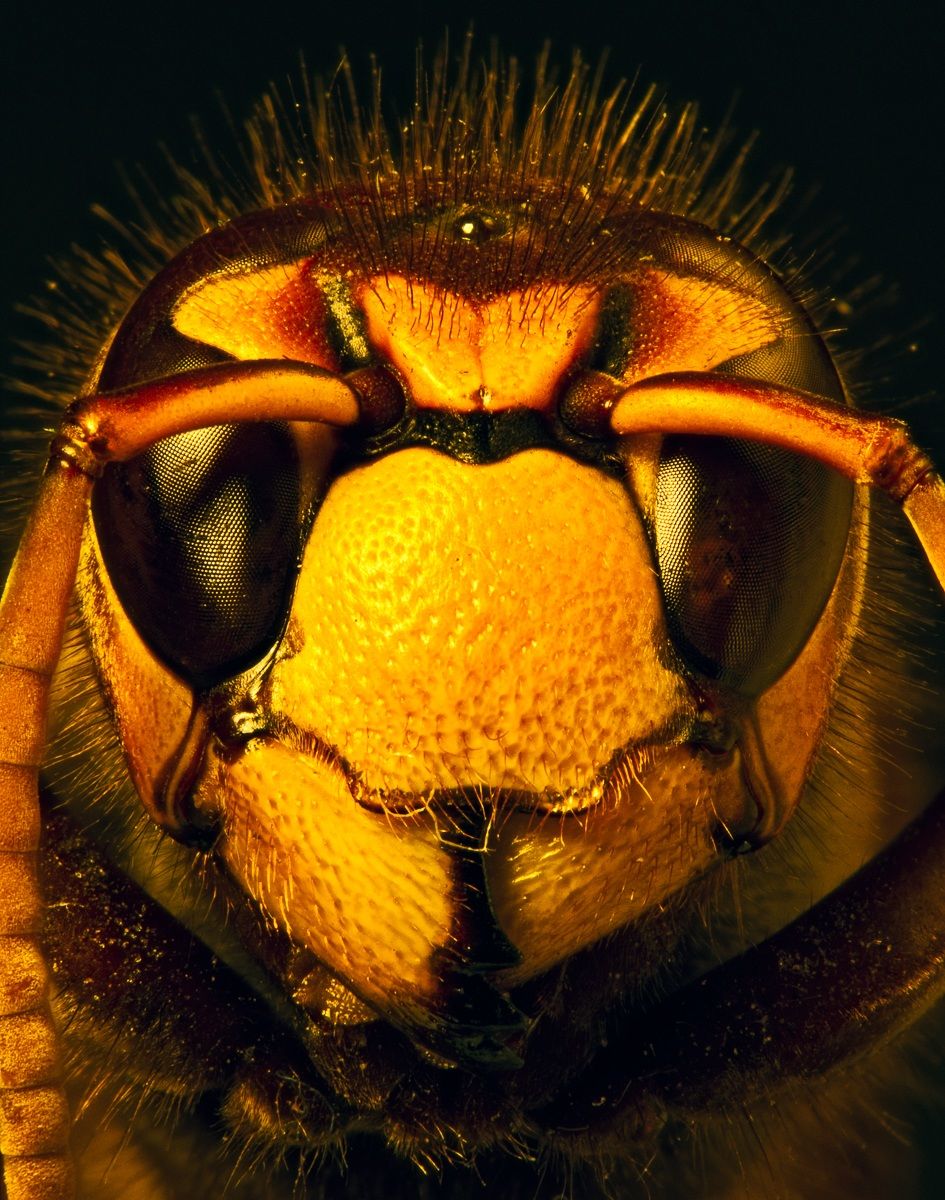 Vespa crabro - Calabrone
