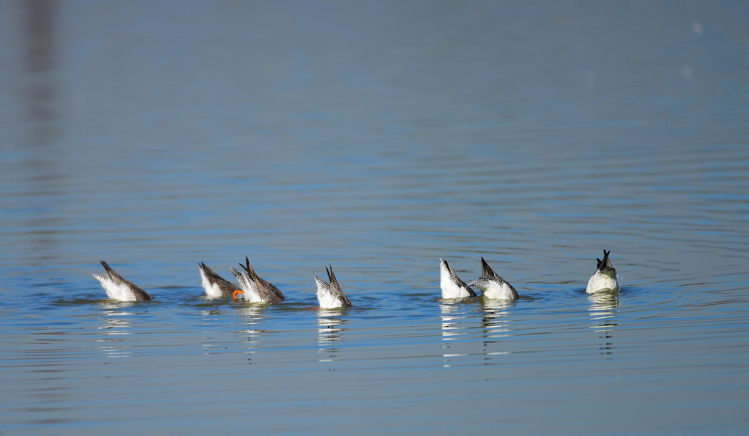 Spotted Redshank (all below)