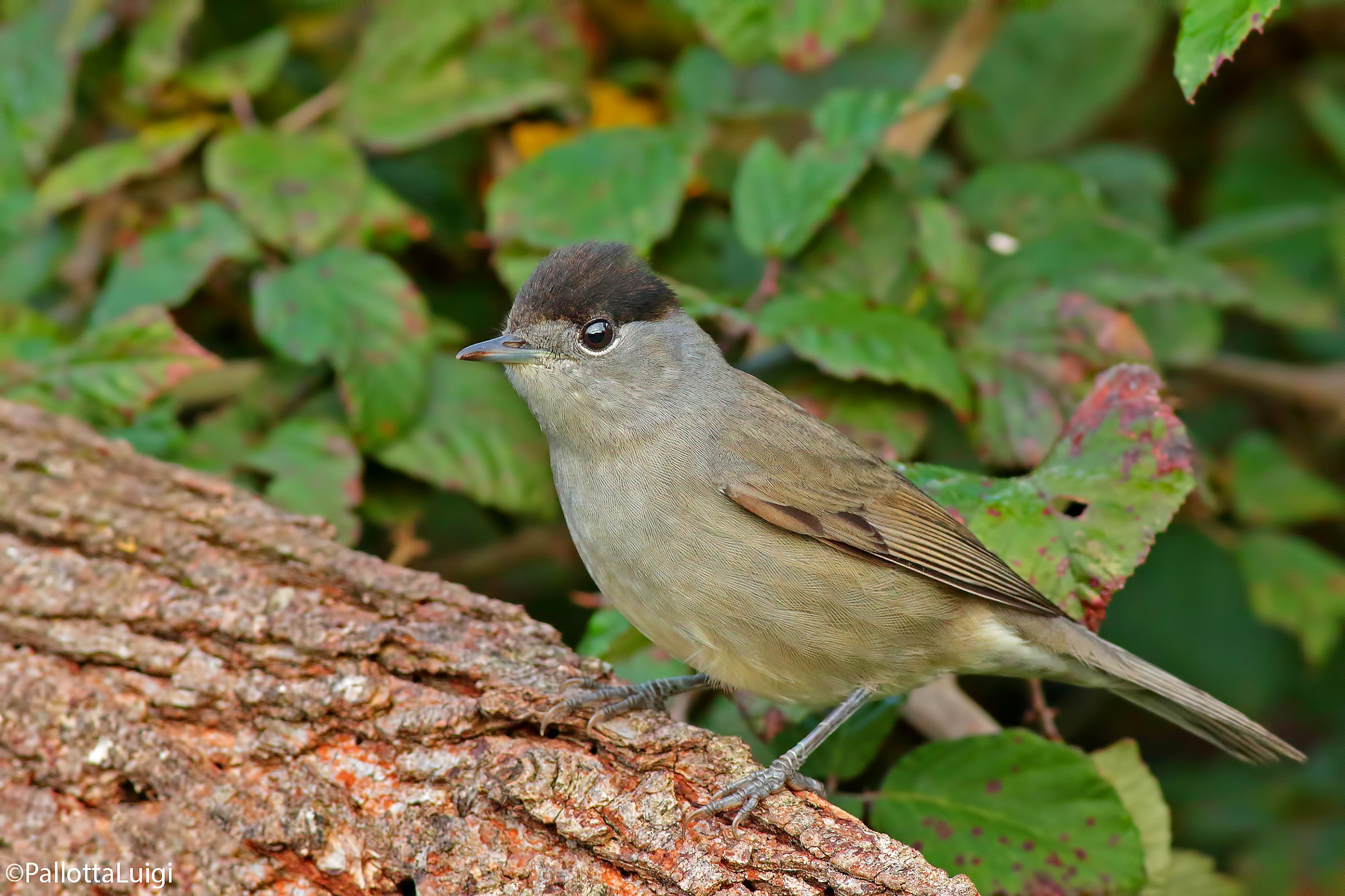 Capinera (Sylvia atricapilla)