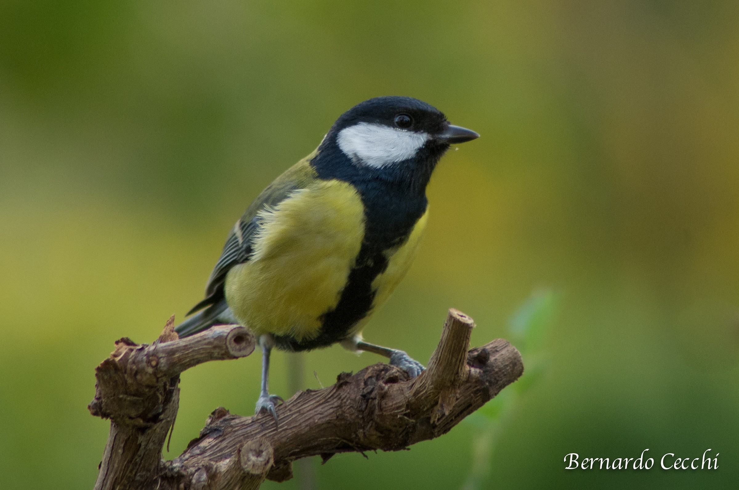 great tit on the vine