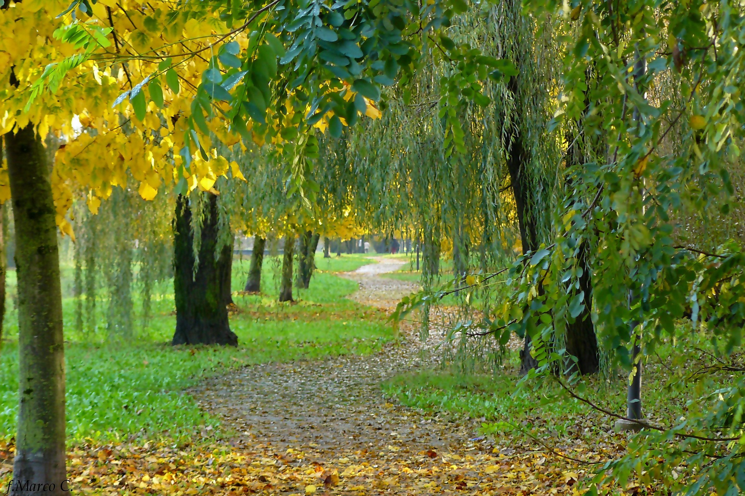 autumn walk in the woods
